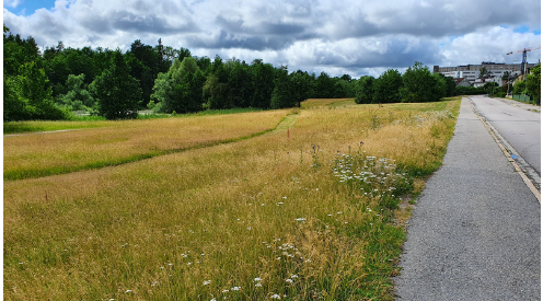 Äng vid vägkant