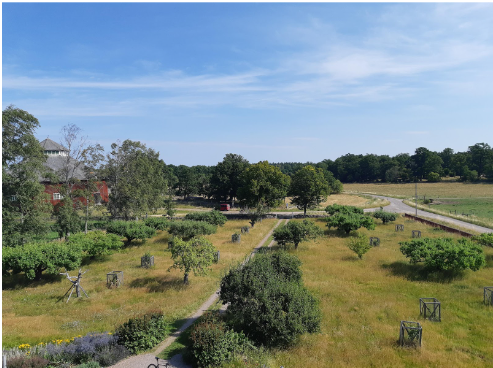 Trädgård med träd och buskar